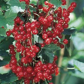 Currant, Red - Red Lake