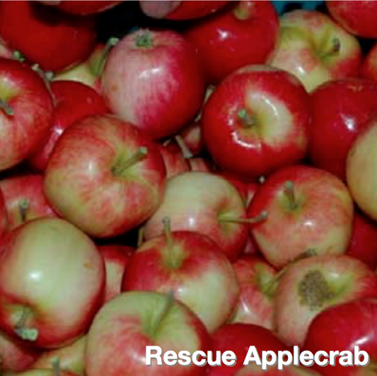 Apple Crab - Rescue