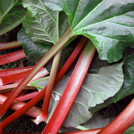 Rhubarb - Canada Red