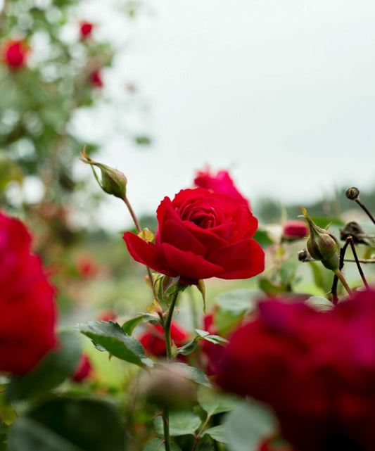 Rose, Canadian Shield