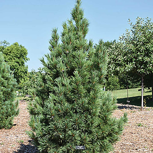 Conifer, Swiss Stone Pine