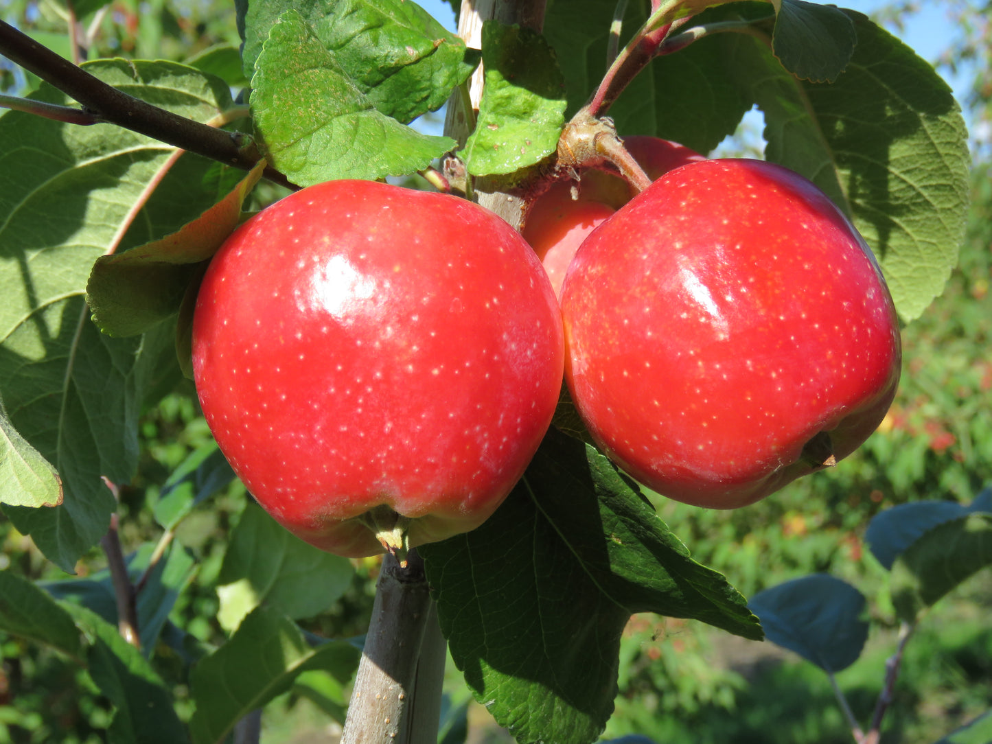 Apple Crab - Tinkerbelle