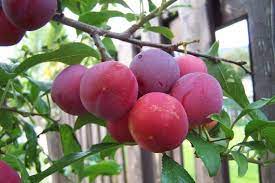 Plum - Toka