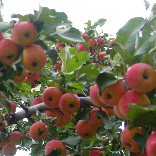 Apple Crab - Trailman