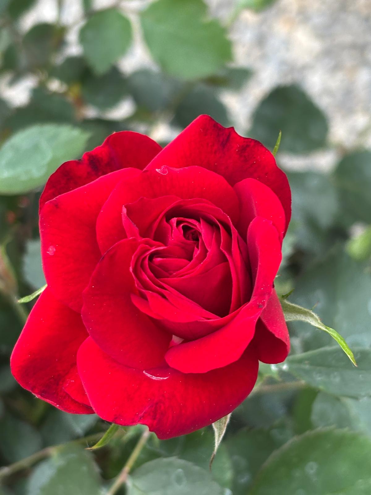 Roses by Alfred Class April 18, 2026