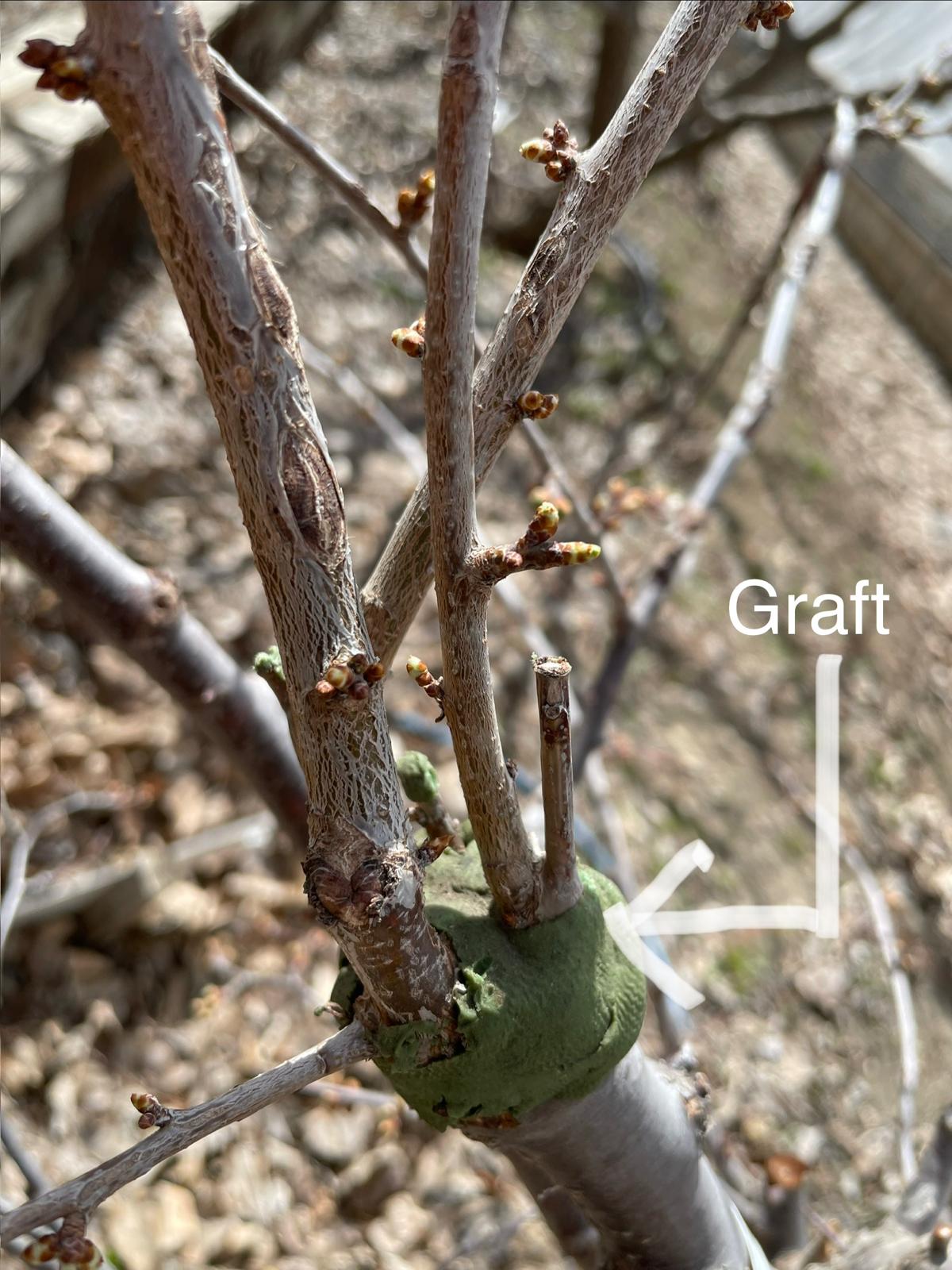 Grafting Class May 16, 2026
