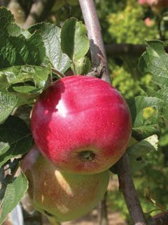 Apple- Red Sparkle