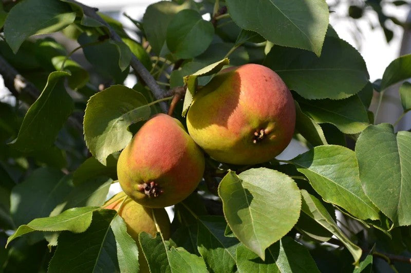 Pear- Zareshaya