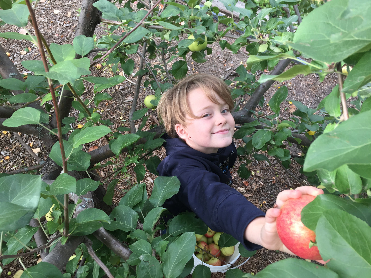 Apple- Minnesota 447