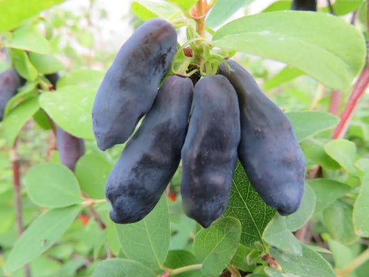 Haskap- Blue Banana