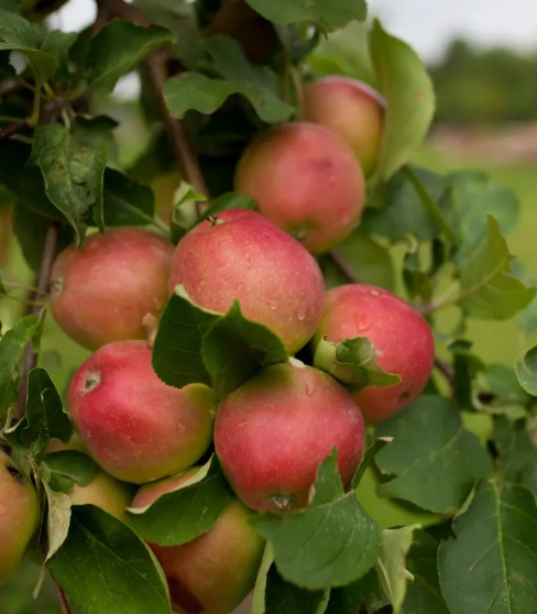 Apple - Red Gemini