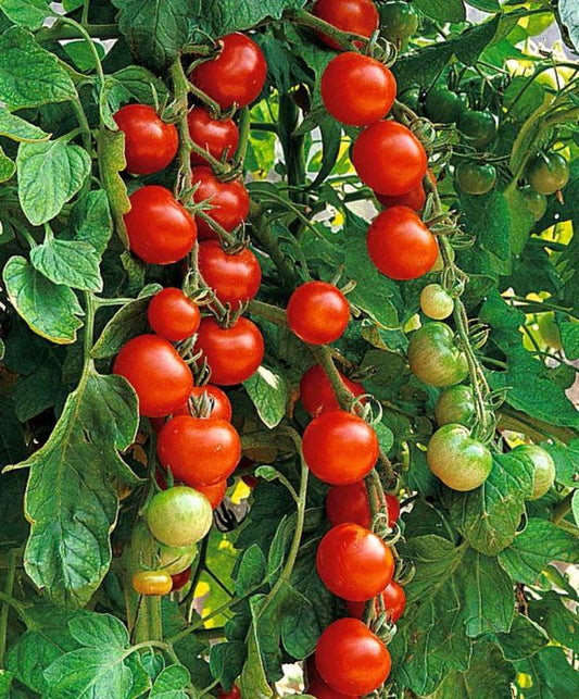 Tomatoes, Sweet 100
