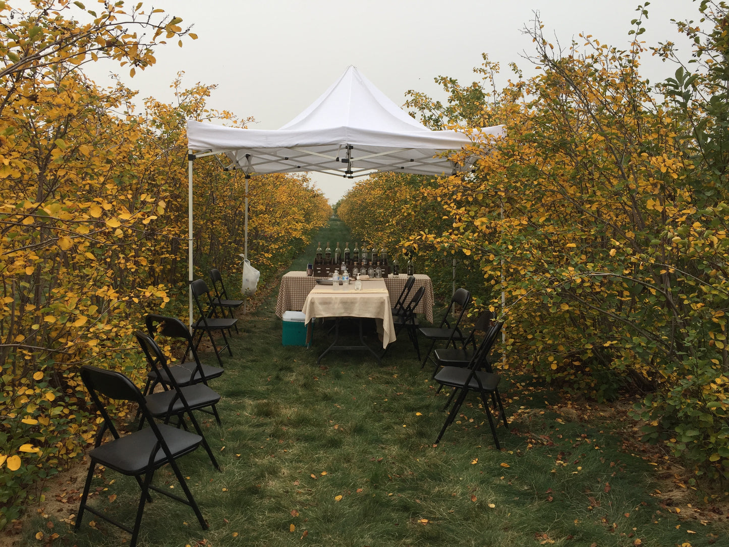 Intimate Wine Tasting Tour